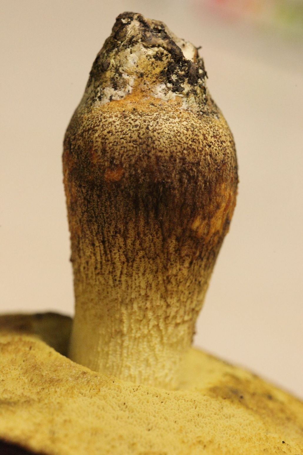 Boleto da determinare