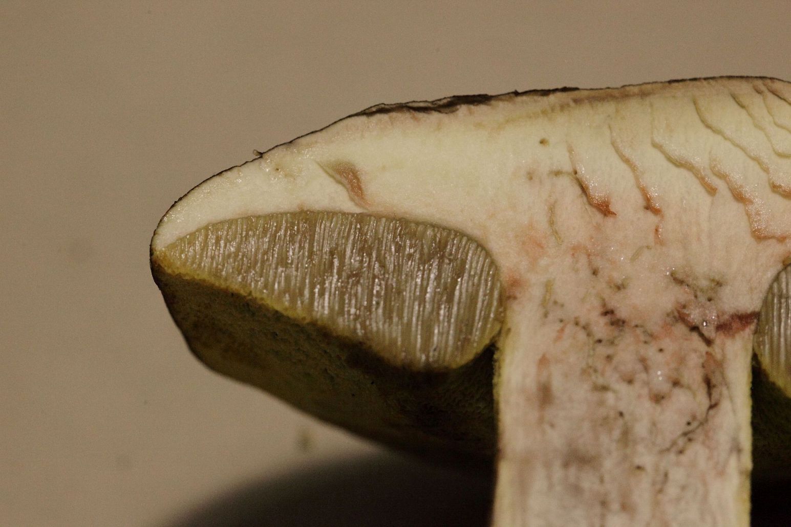 Boleto da determinare