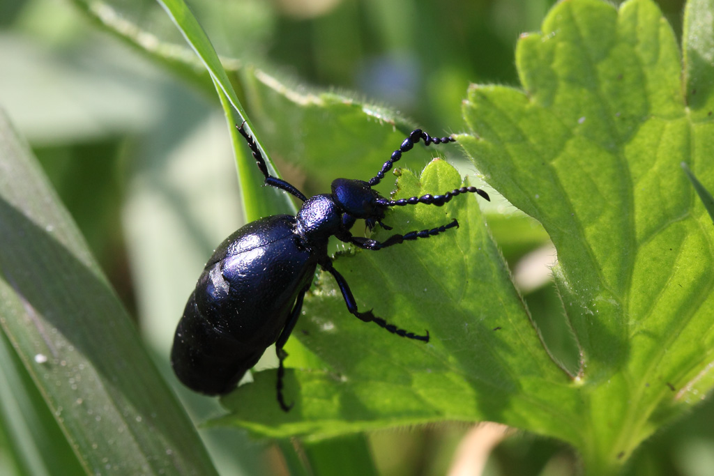 Potrebbe essere Meloe proscarabeus?