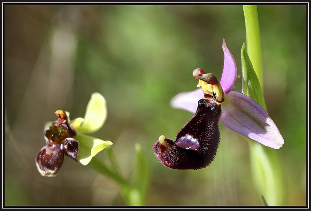 O. bertolonii