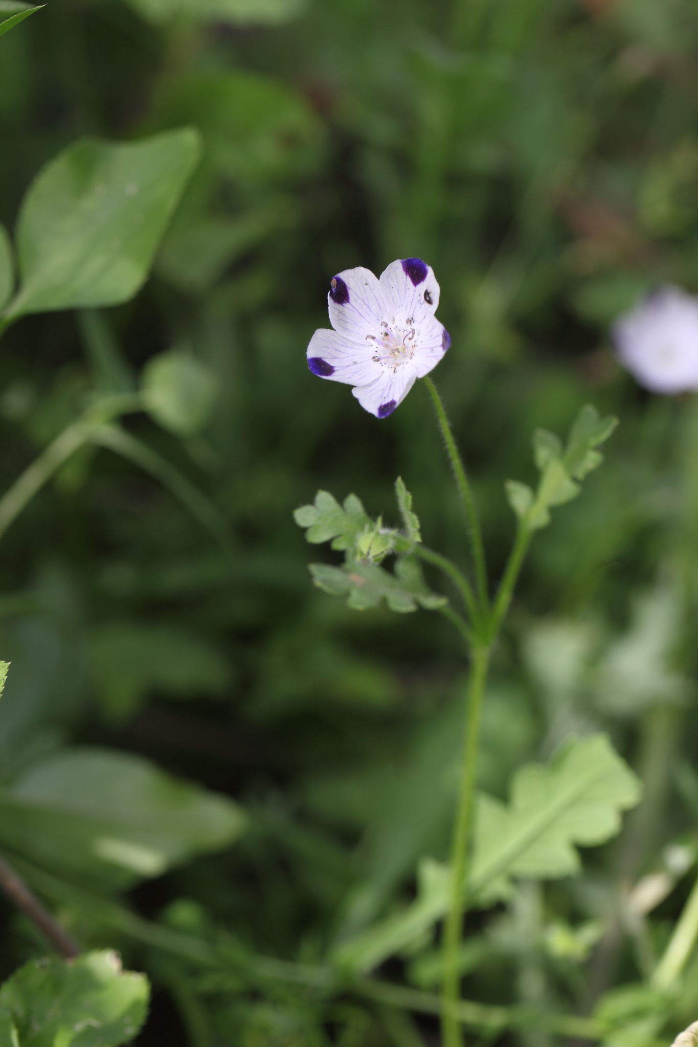 Nemophila maculata