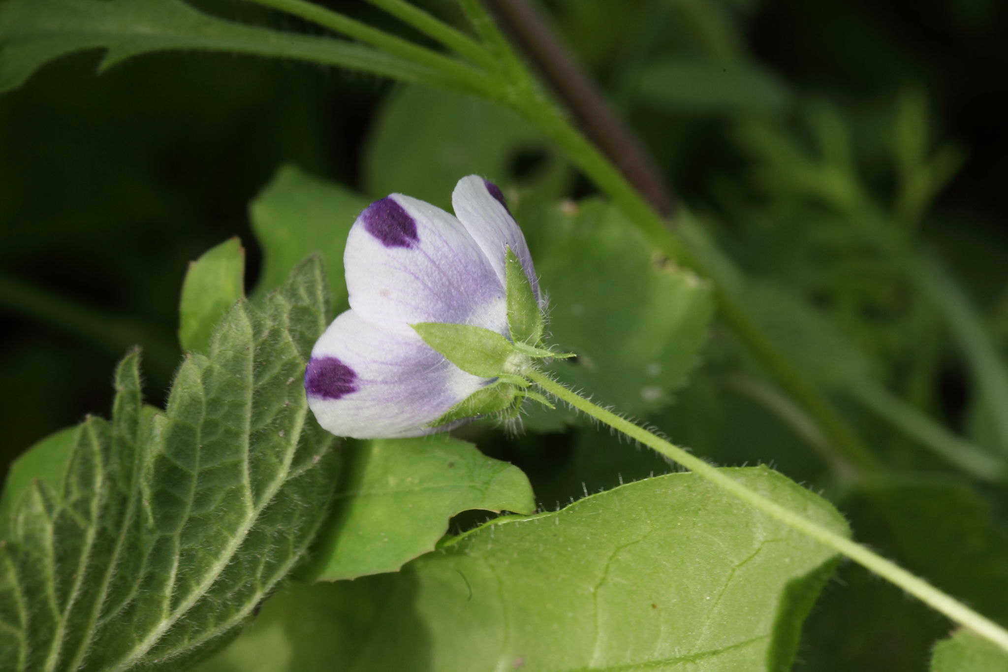 Nemophila maculata