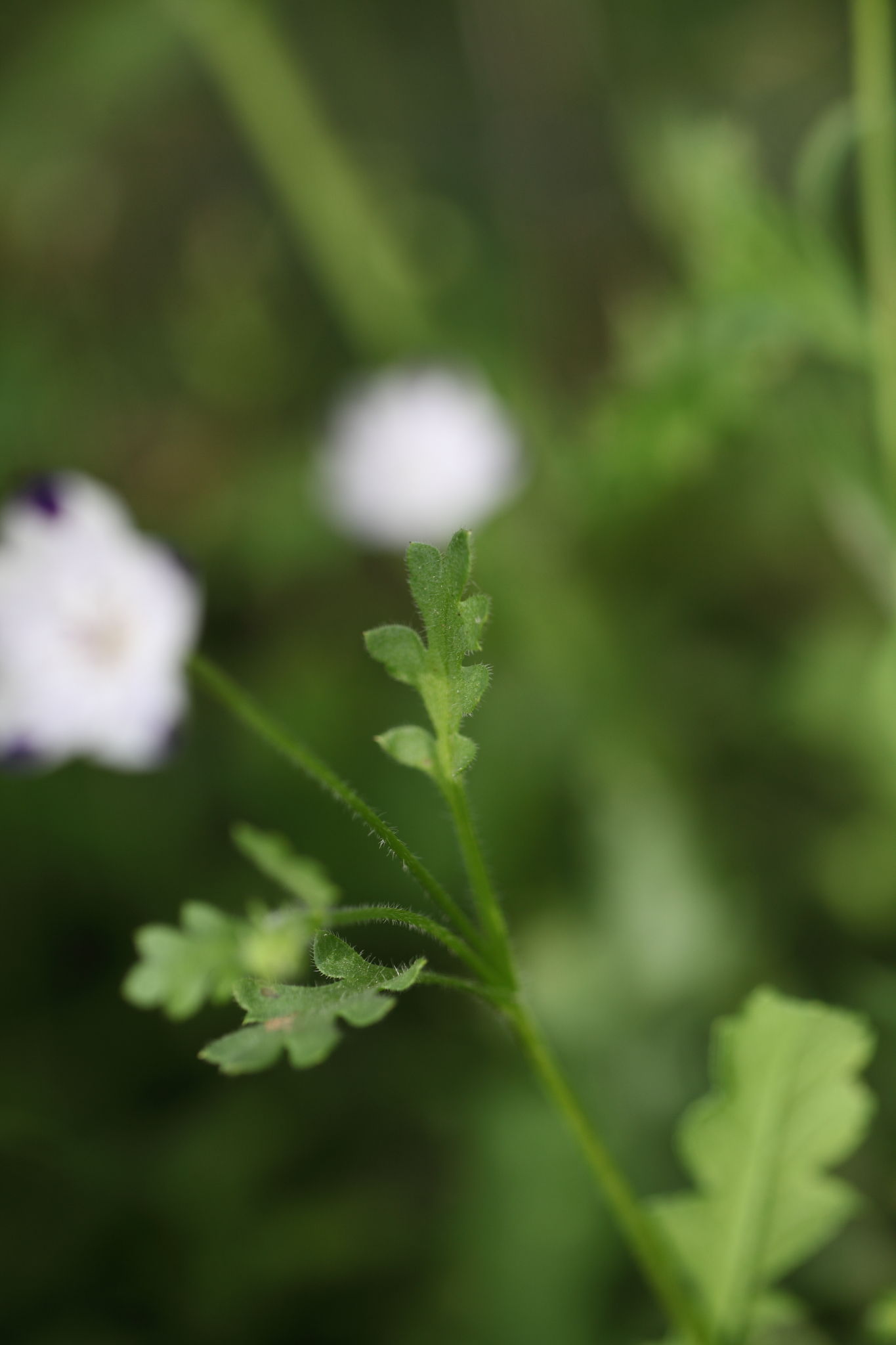Nemophila maculata