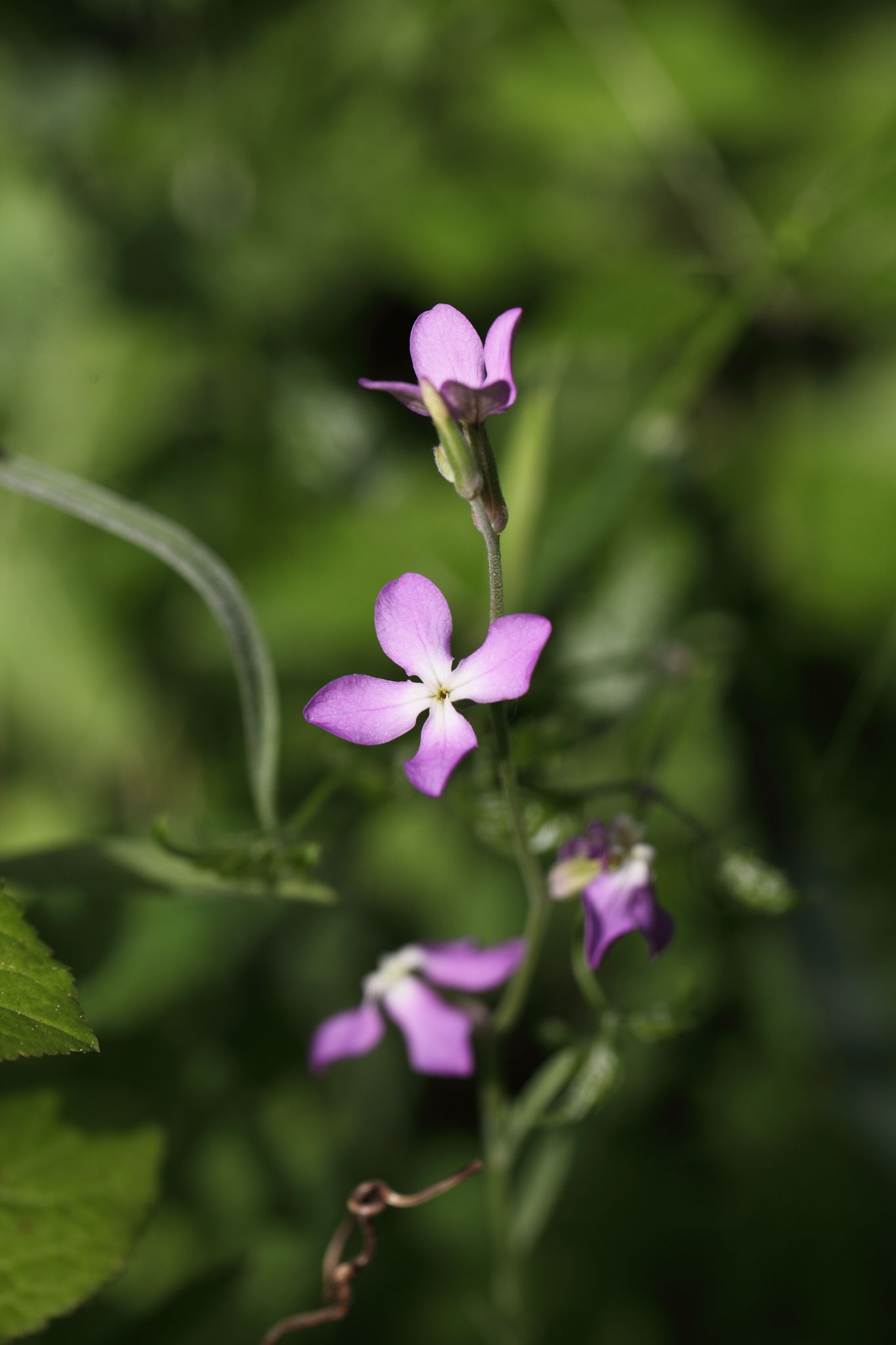 Matthiola fruticulosa