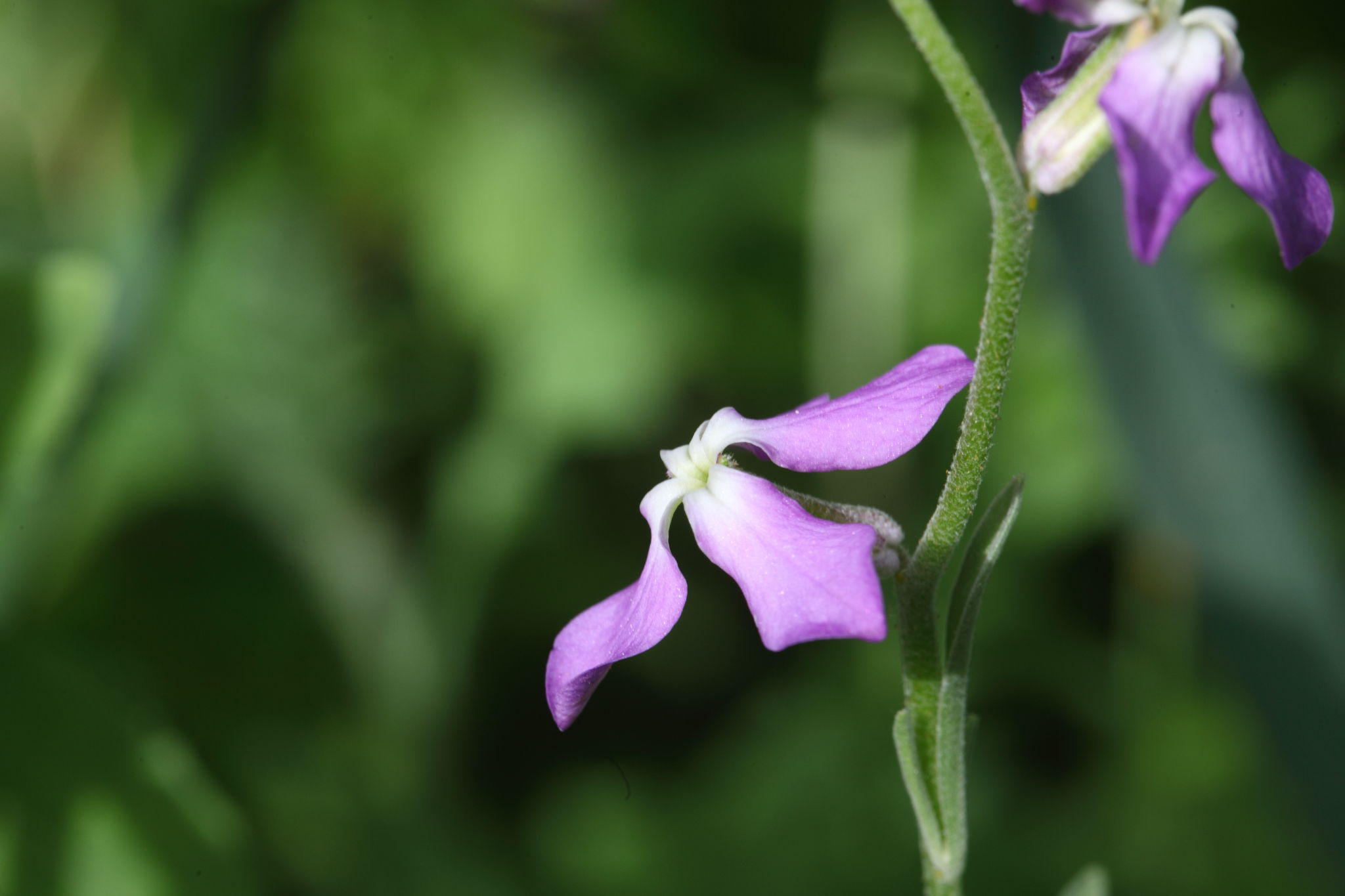 Matthiola fruticulosa