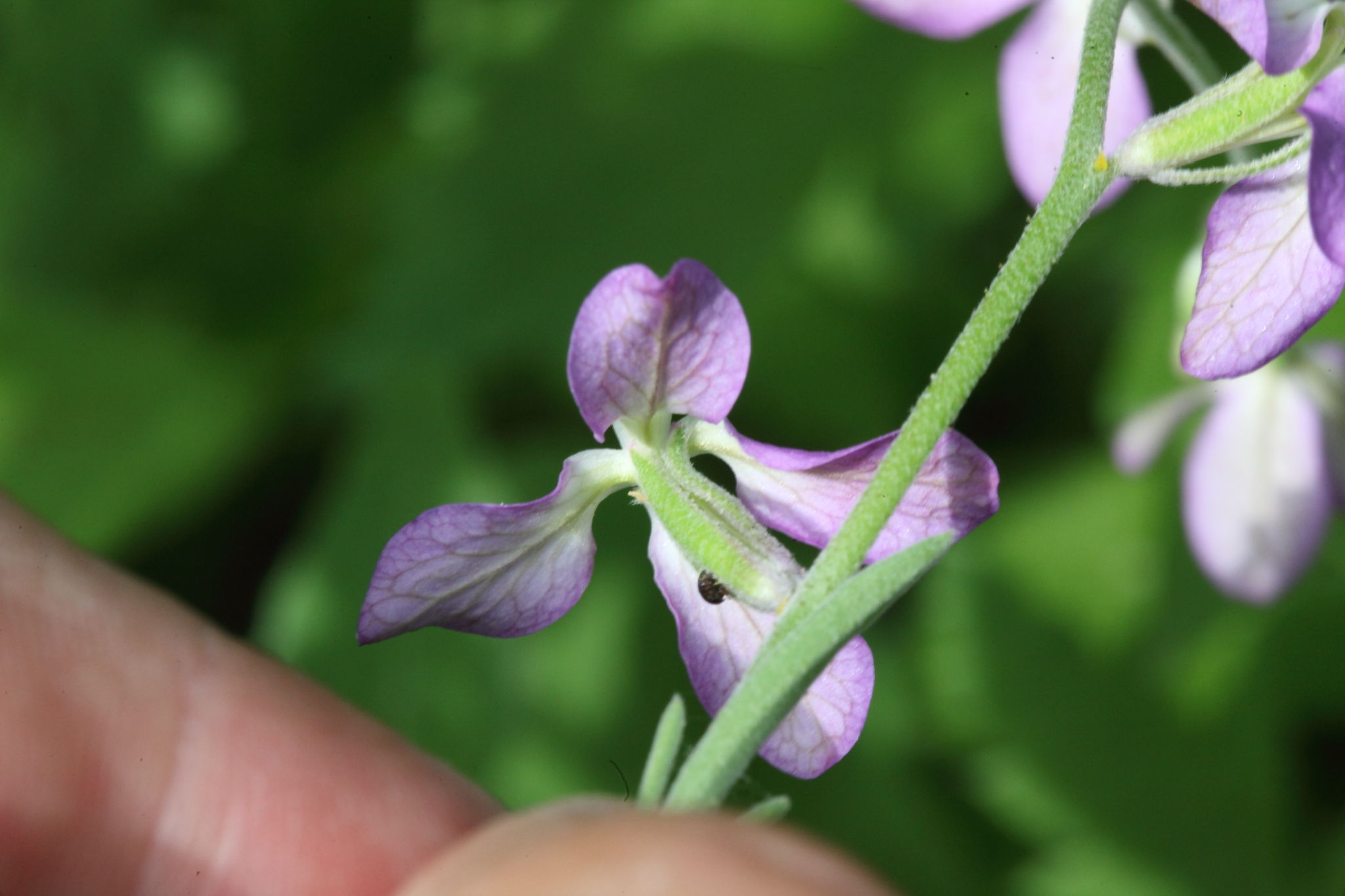 Matthiola fruticulosa