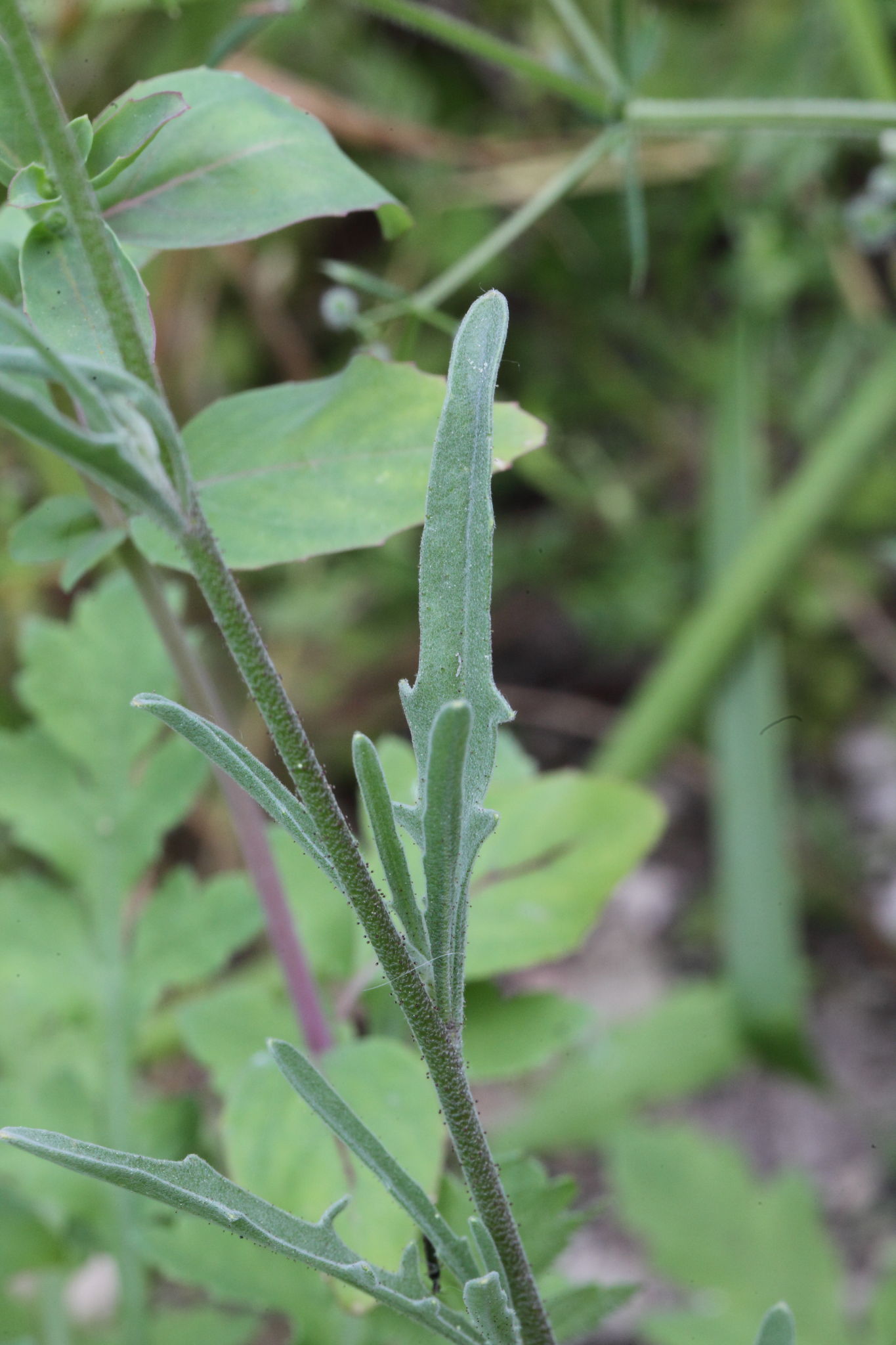 Matthiola fruticulosa
