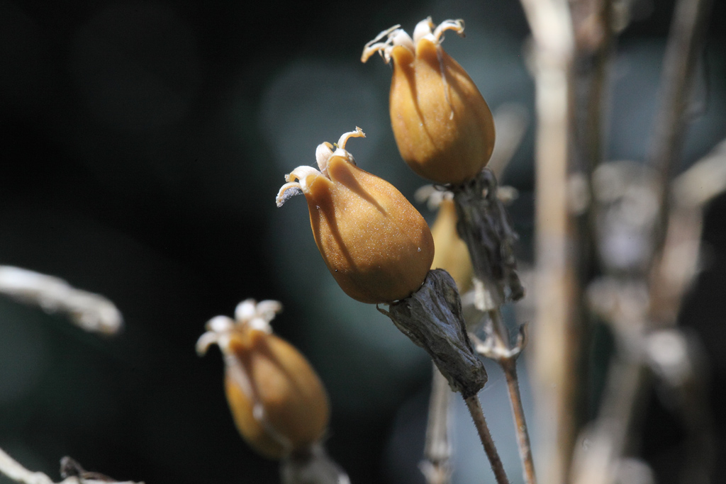 Silene italica / Silene italiana