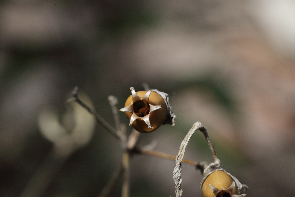 Silene italica / Silene italiana