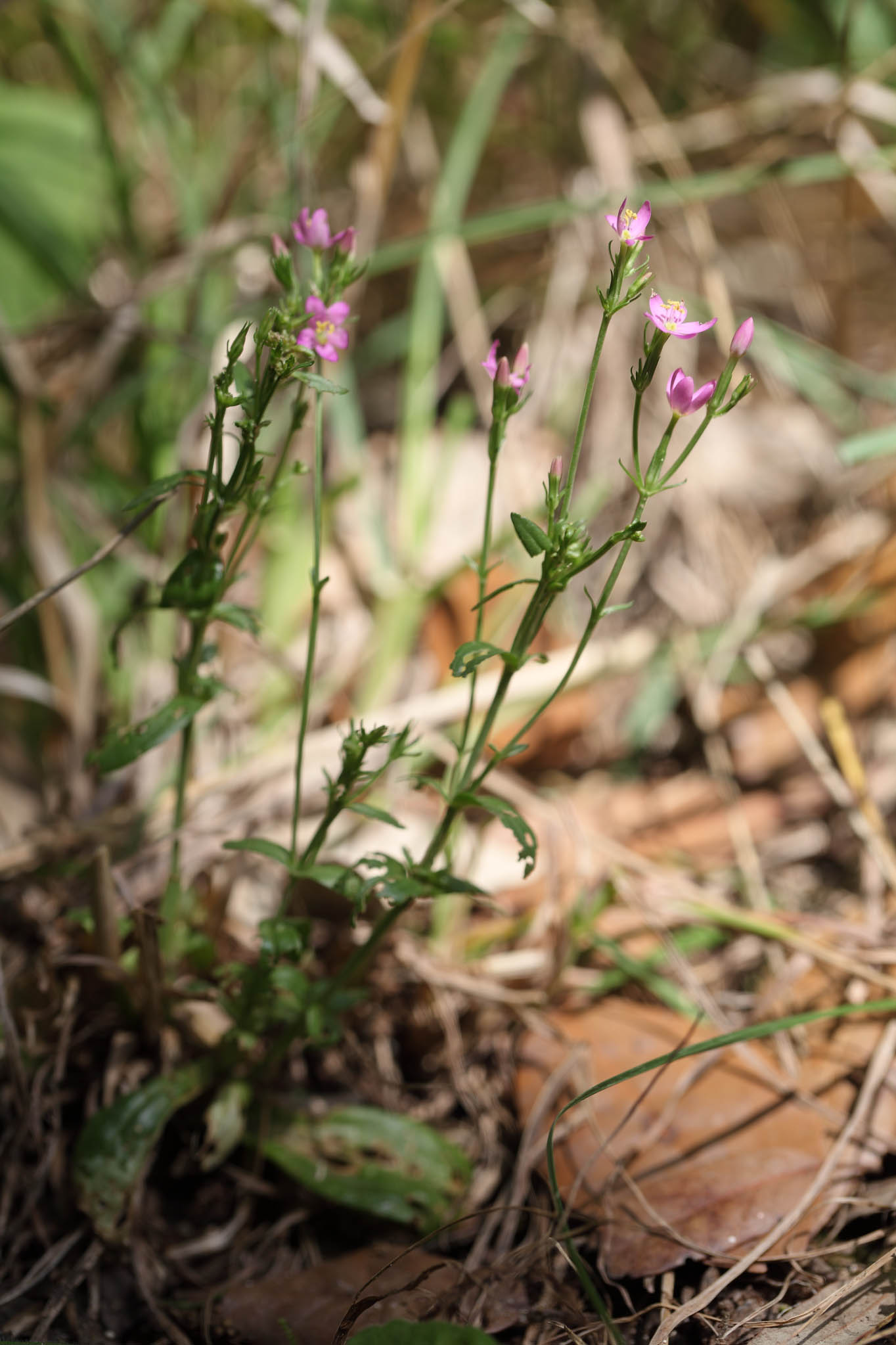 Centaurium erythraea