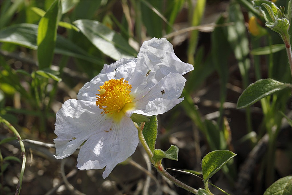 Cistus salvifolius