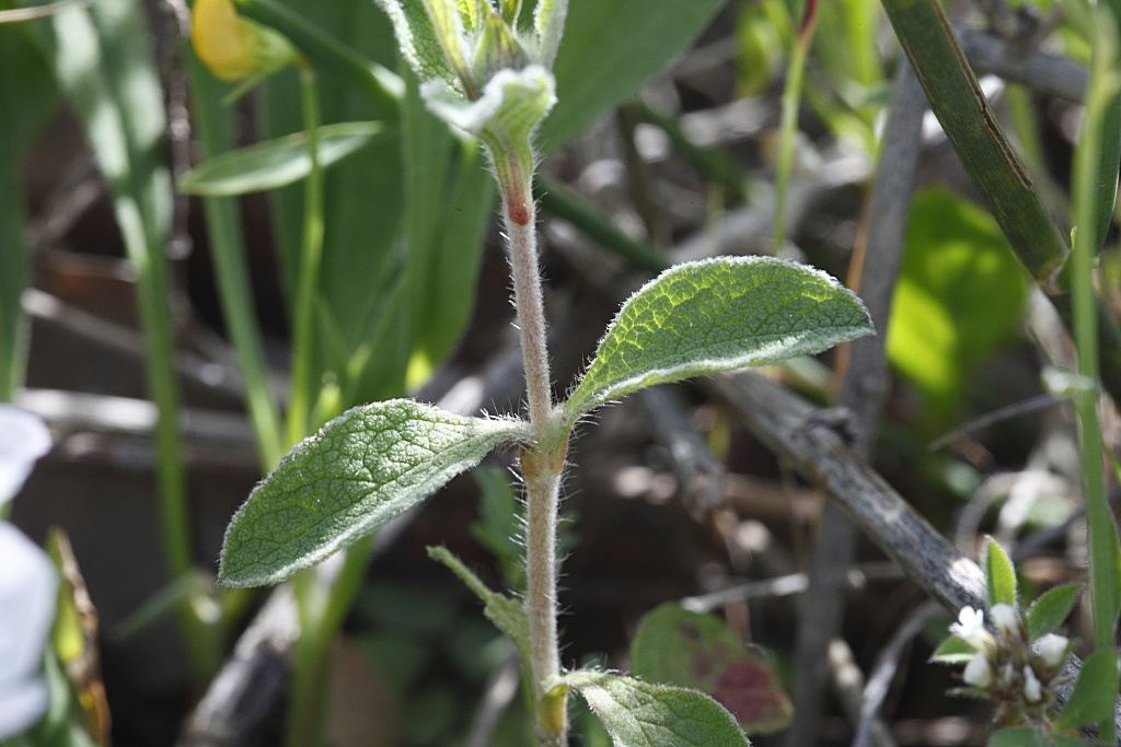 Cistus salvifolius