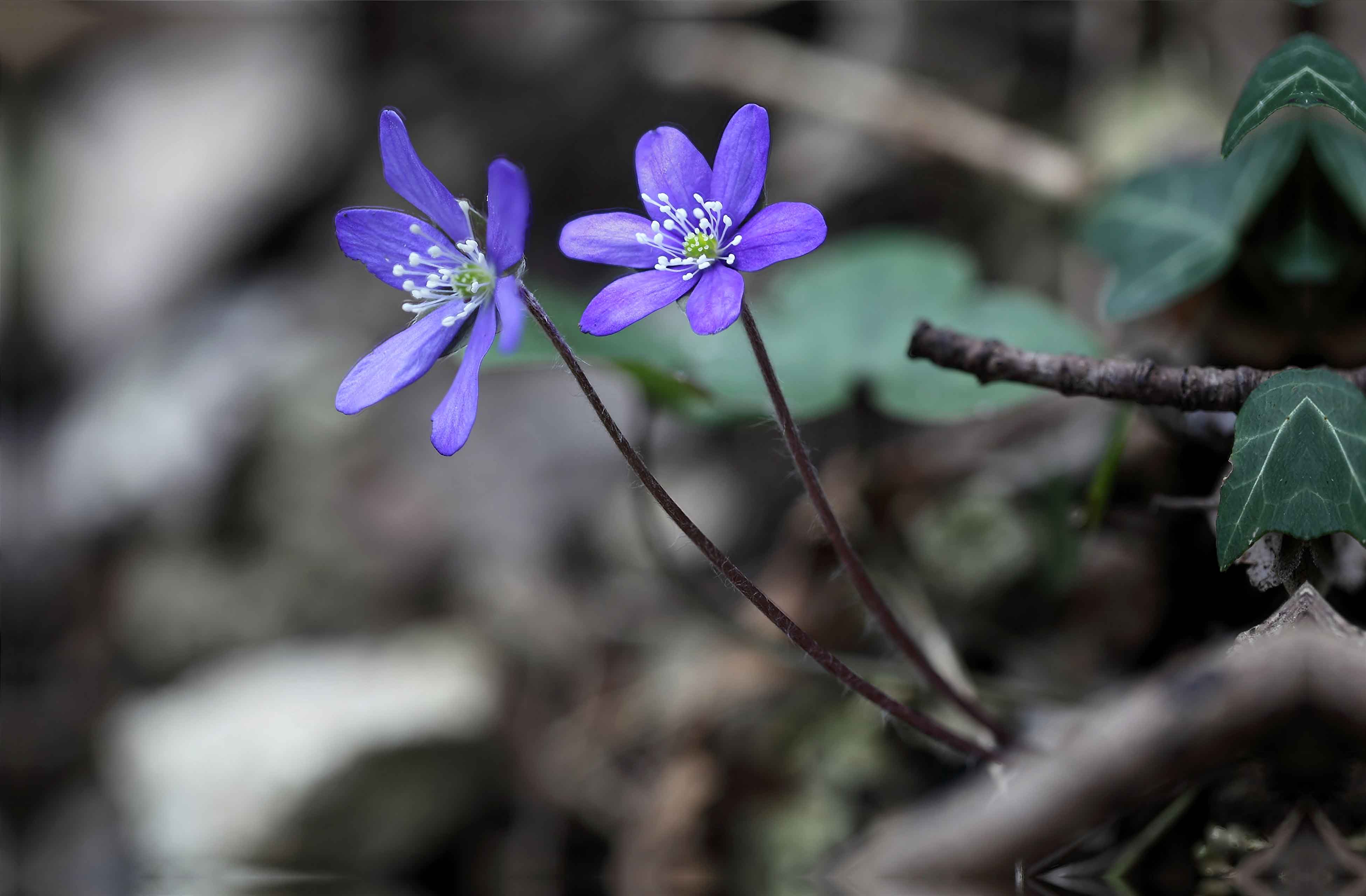 Grazie Focus stacking