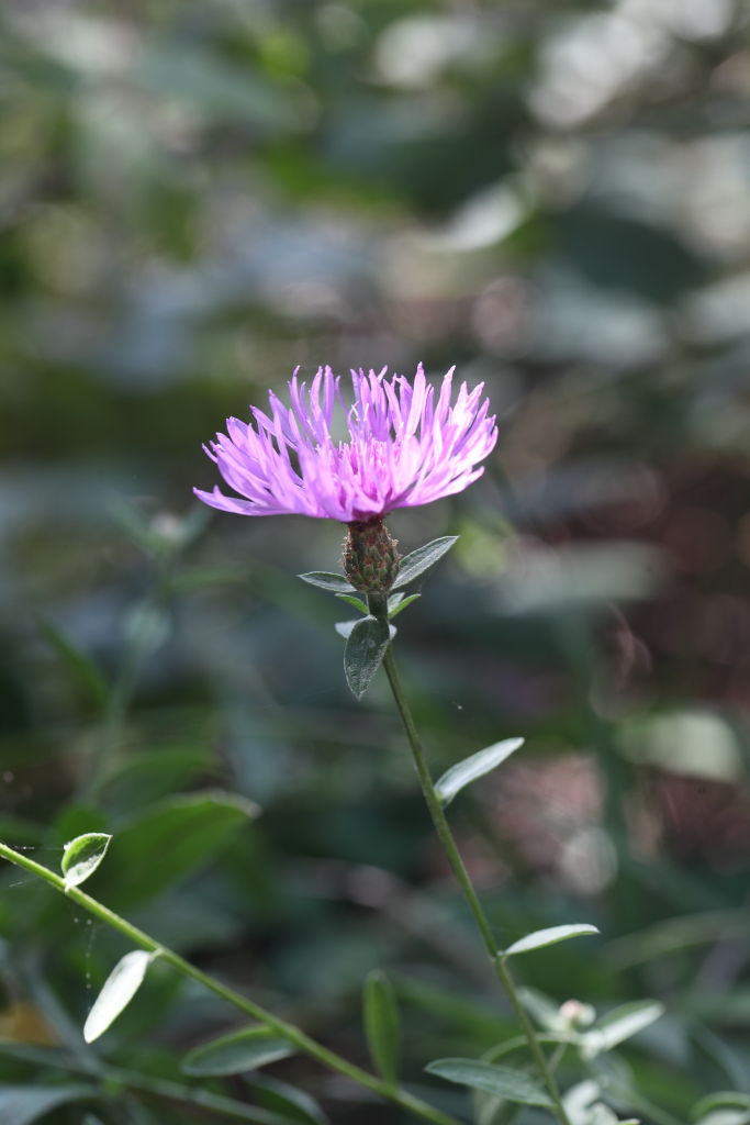 Centaurea nigrescens subsp. nigrescens