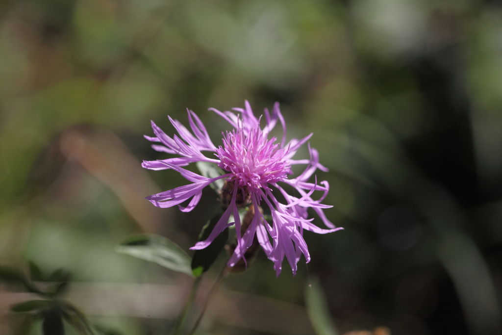 Centaurea nigrescens subsp. nigrescens