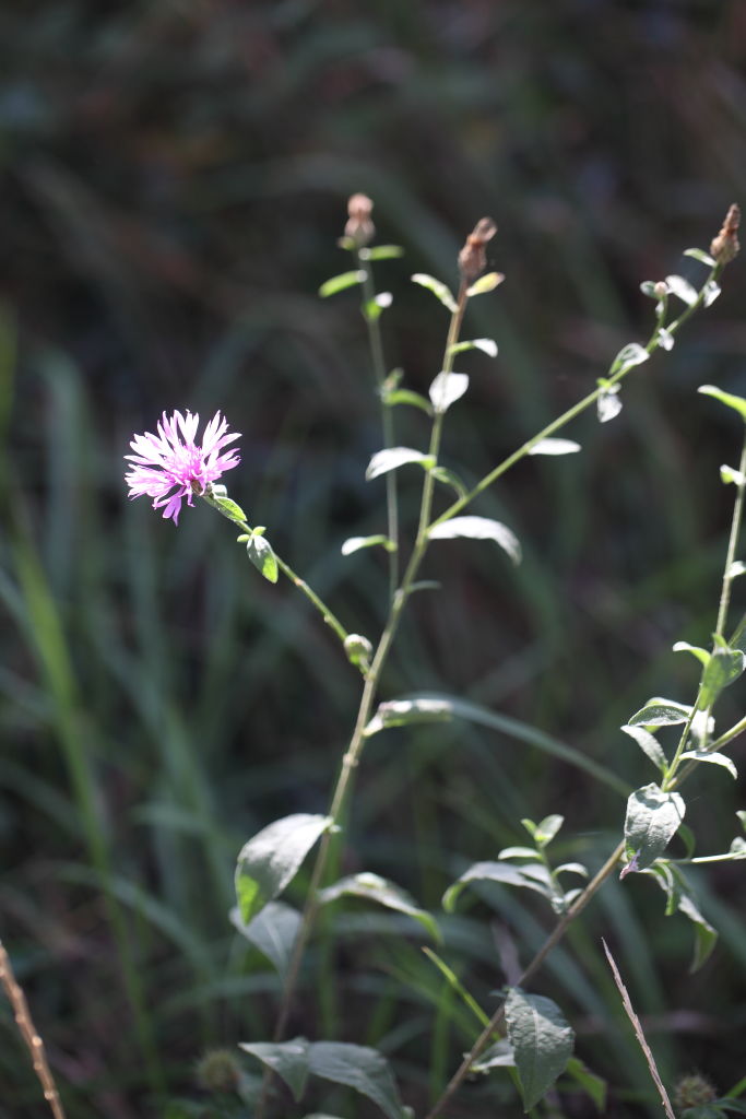 Centaurea nigrescens subsp. nigrescens