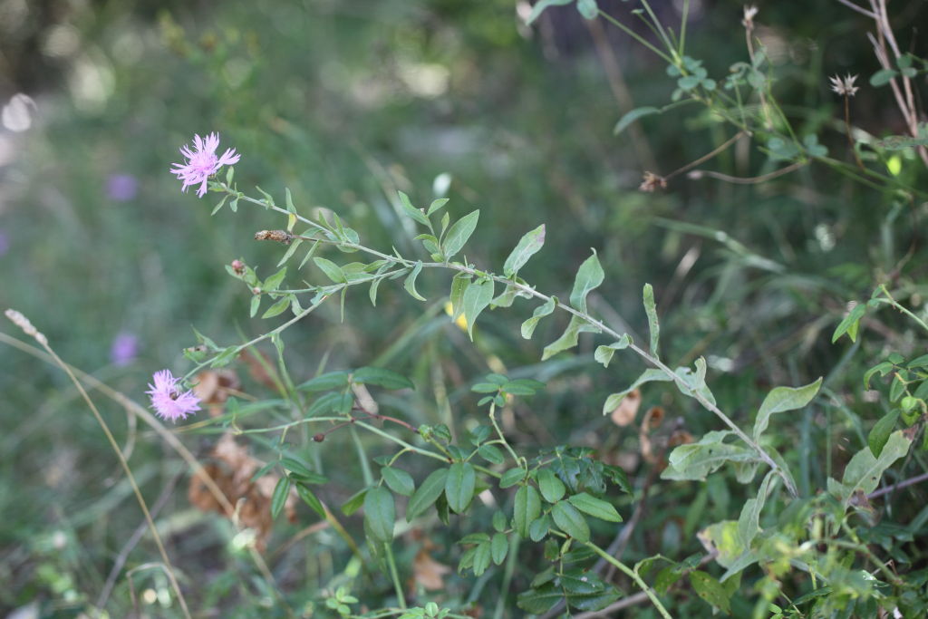 Centaurea nigrescens subsp. nigrescens
