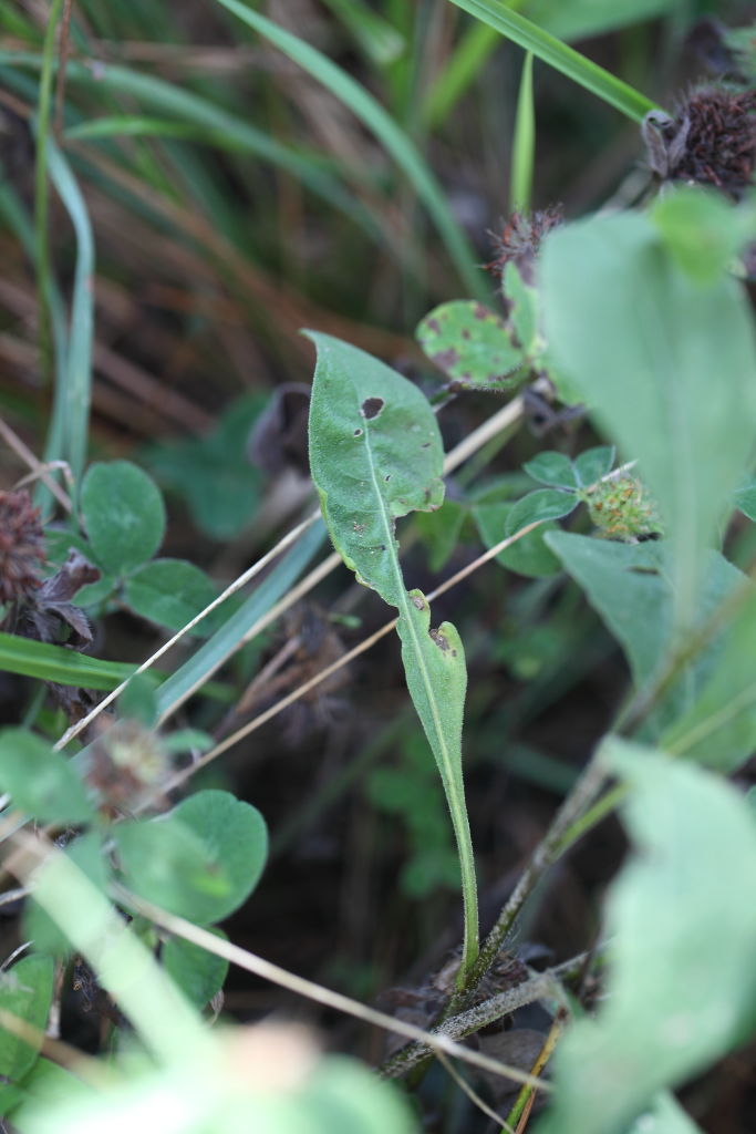 Centaurea nigrescens subsp. nigrescens