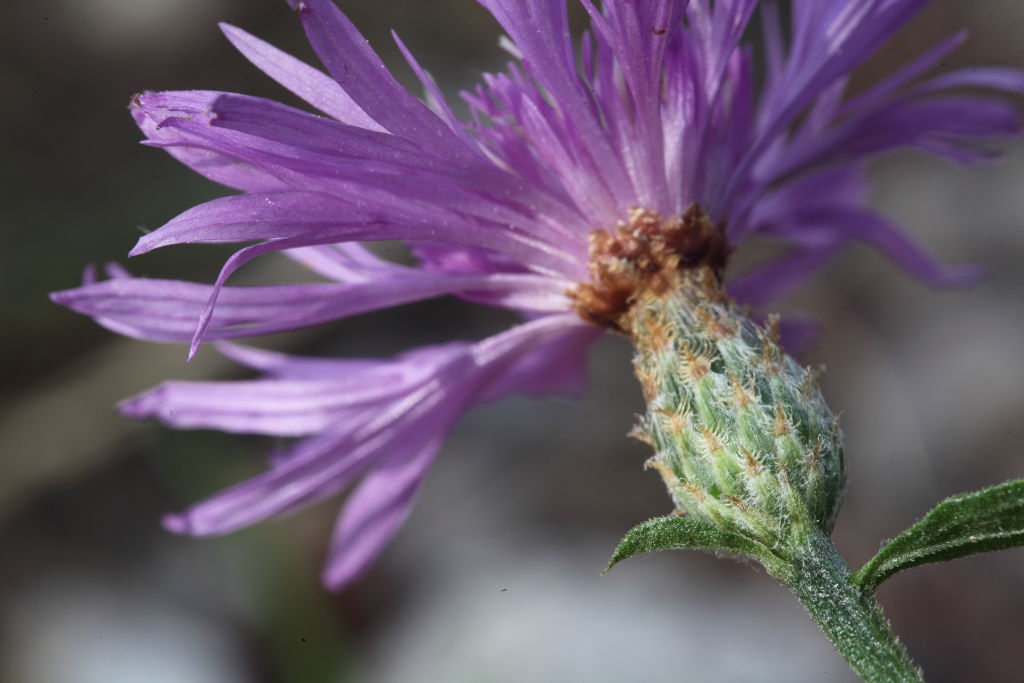 Centaurea nigrescens subsp. nigrescens