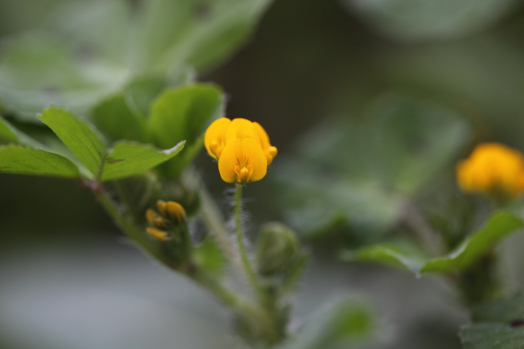 Medicago arabica / Erba medica araba