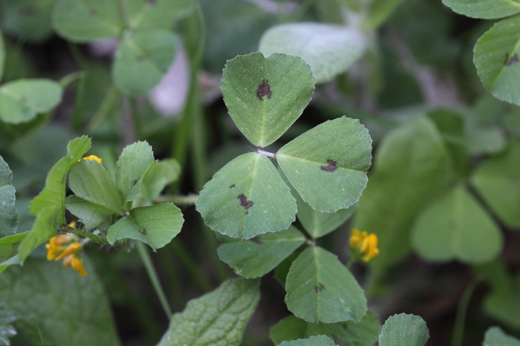 Medicago arabica / Erba medica araba