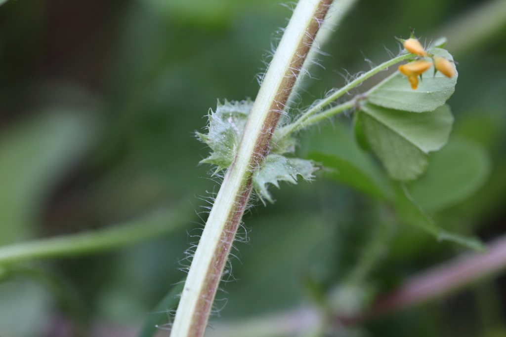 Medicago arabica / Erba medica araba