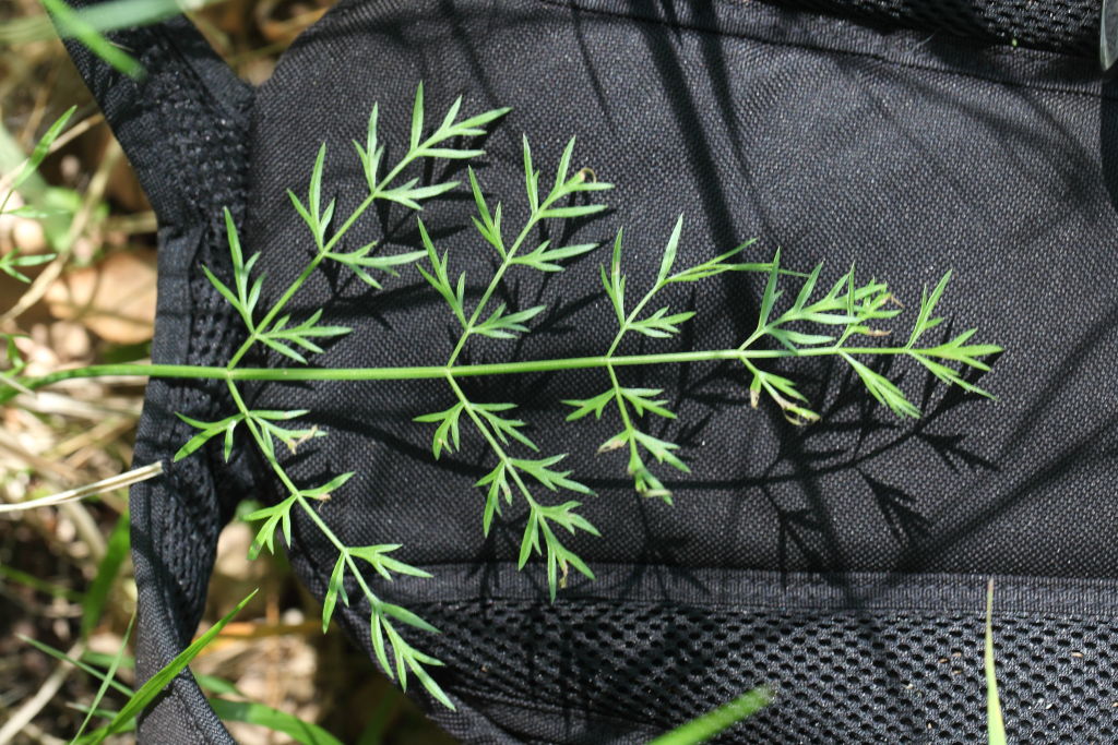 Oenanthe silaifolia / Finocchio acquatico a foglie strette