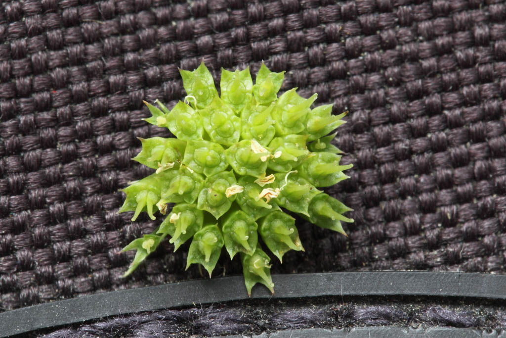 Oenanthe silaifolia / Finocchio acquatico a foglie strette