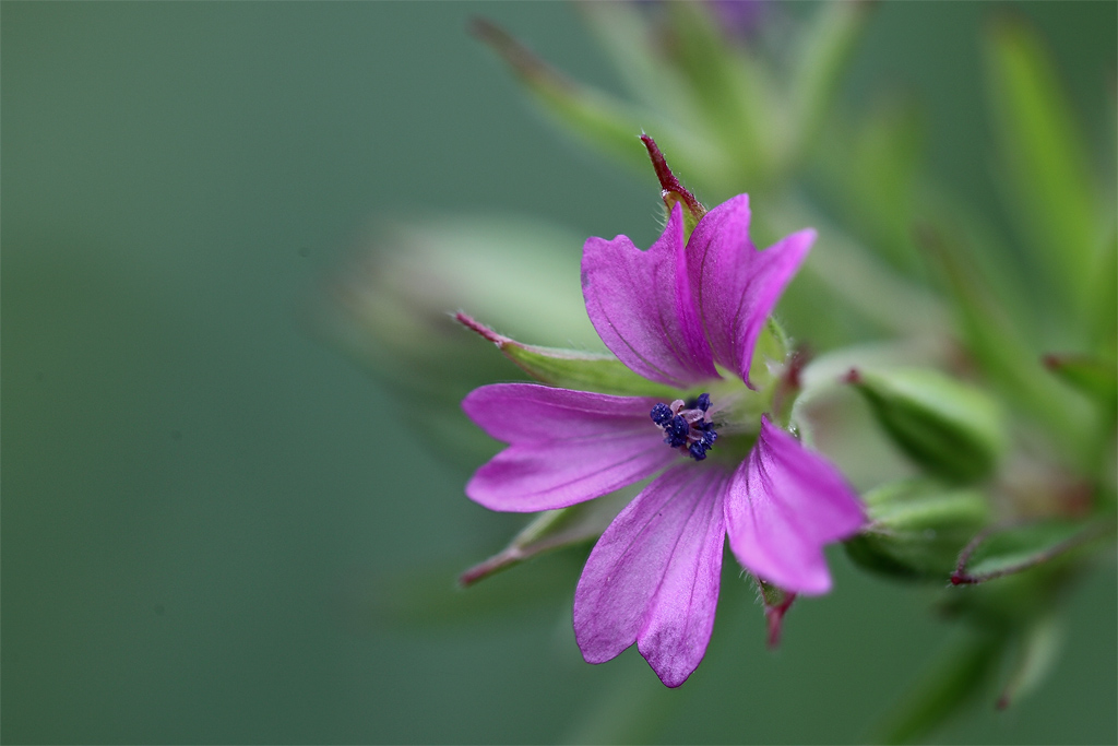 Grazie Focus stacking