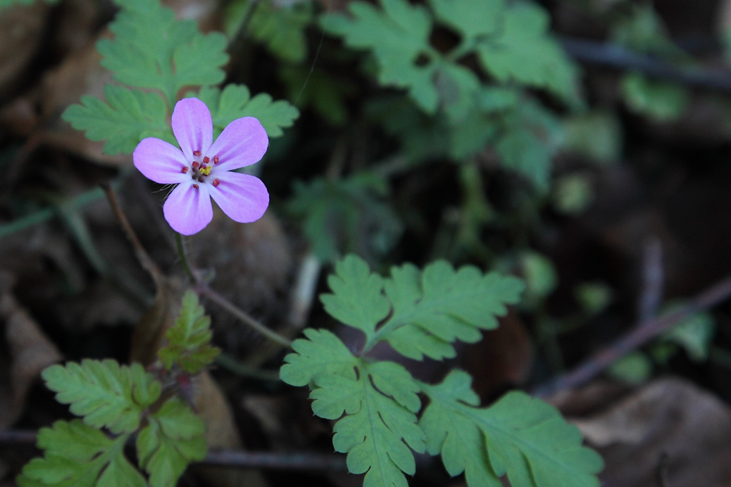 Geranium robertianum / Geranio di San Roberto