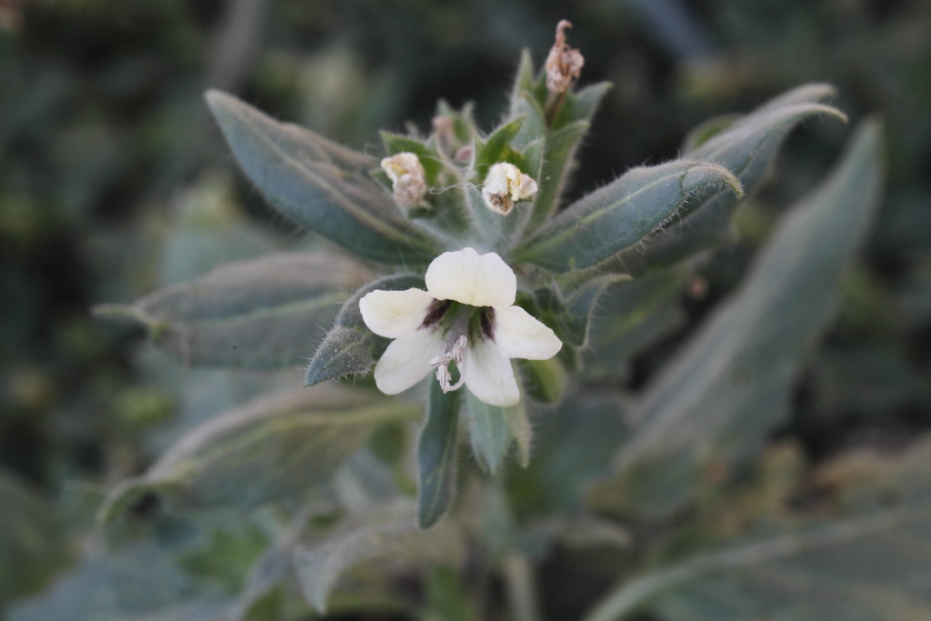 Hyoscyamus albus