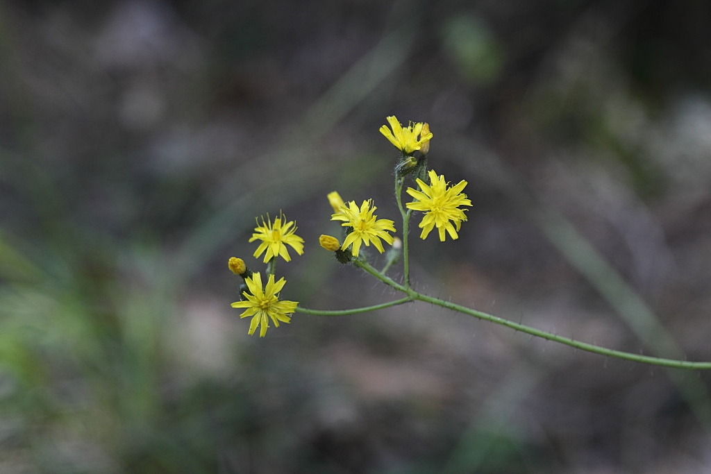 Pilosella piloselloides  / Sparviere fiorentino