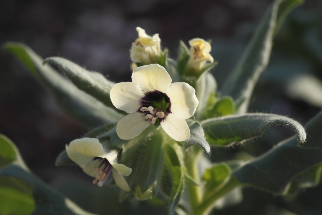 Hyoscyamus albus