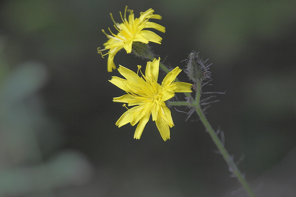 Pilosella piloselloides  / Sparviere fiorentino