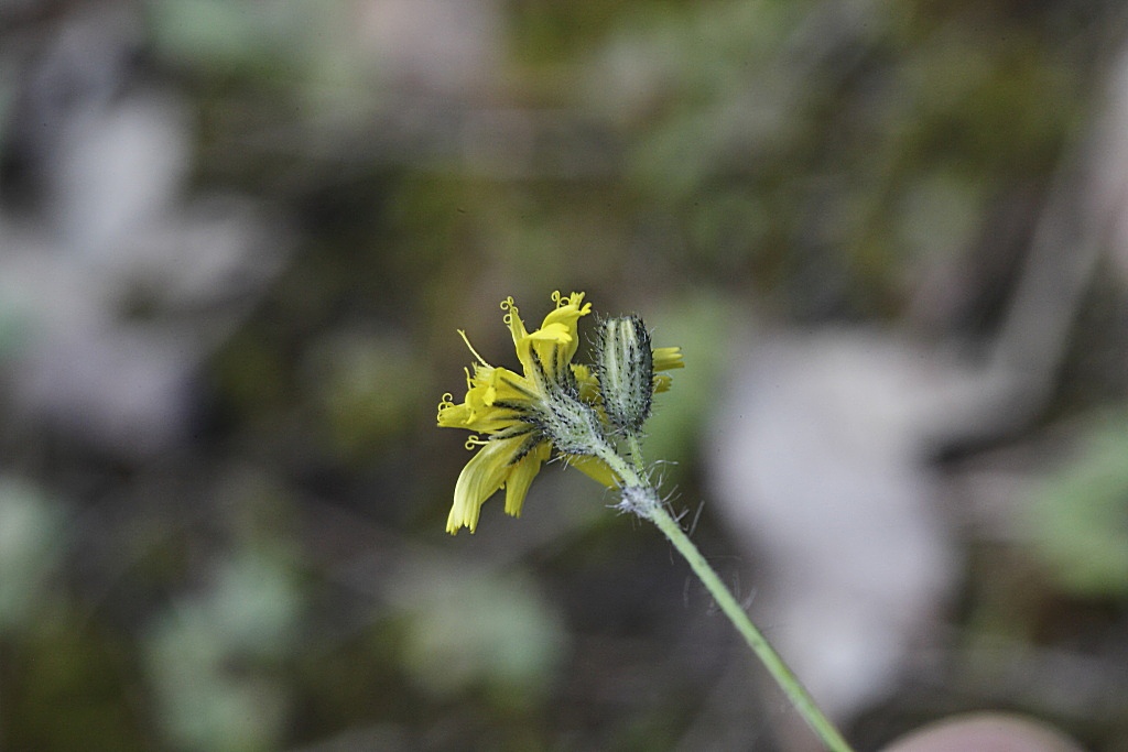 Pilosella piloselloides  / Sparviere fiorentino