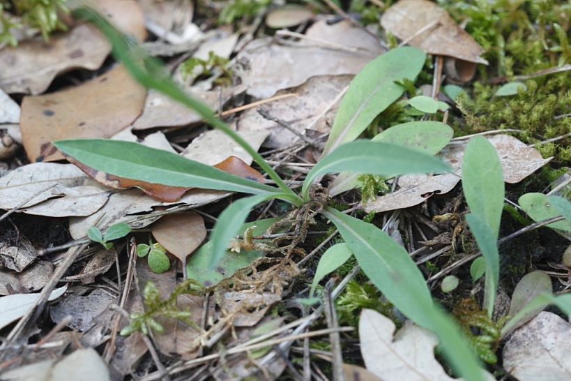 Pilosella piloselloides  / Sparviere fiorentino