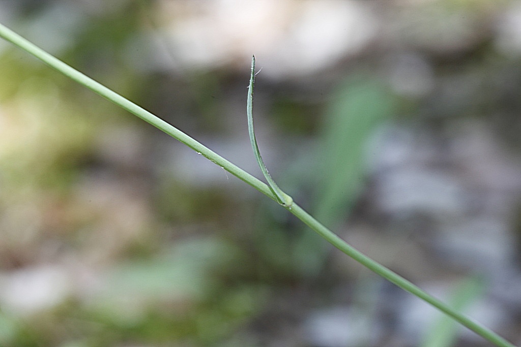 Pilosella piloselloides  / Sparviere fiorentino