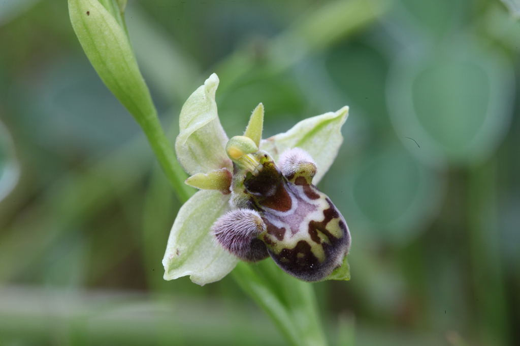 Ibrido bombyliflora x (fuciflora)?