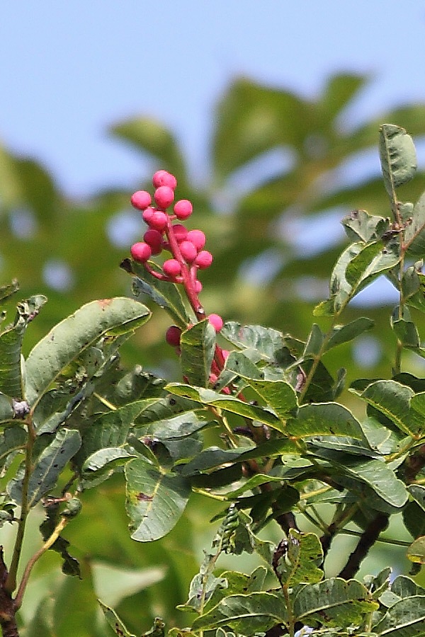 Pistacia terebinthus