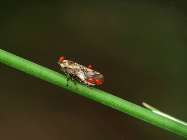 Cicalina infestata da acari