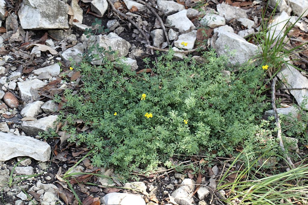 Lotus corniculatus subsp. corniculatus
