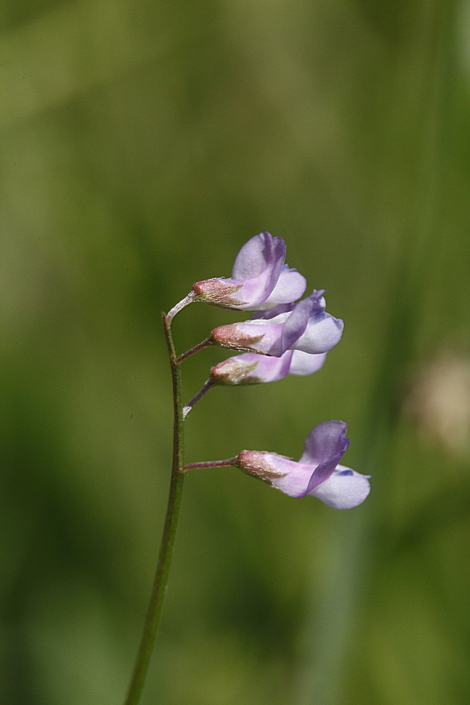Ervum gracile (=Vicia tenuissima) / Veccia gracile