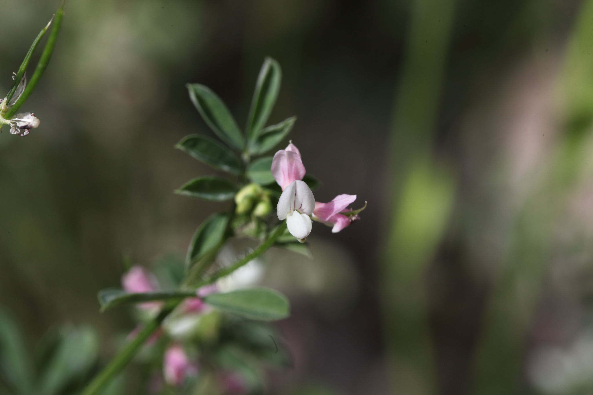 Securigera cretica