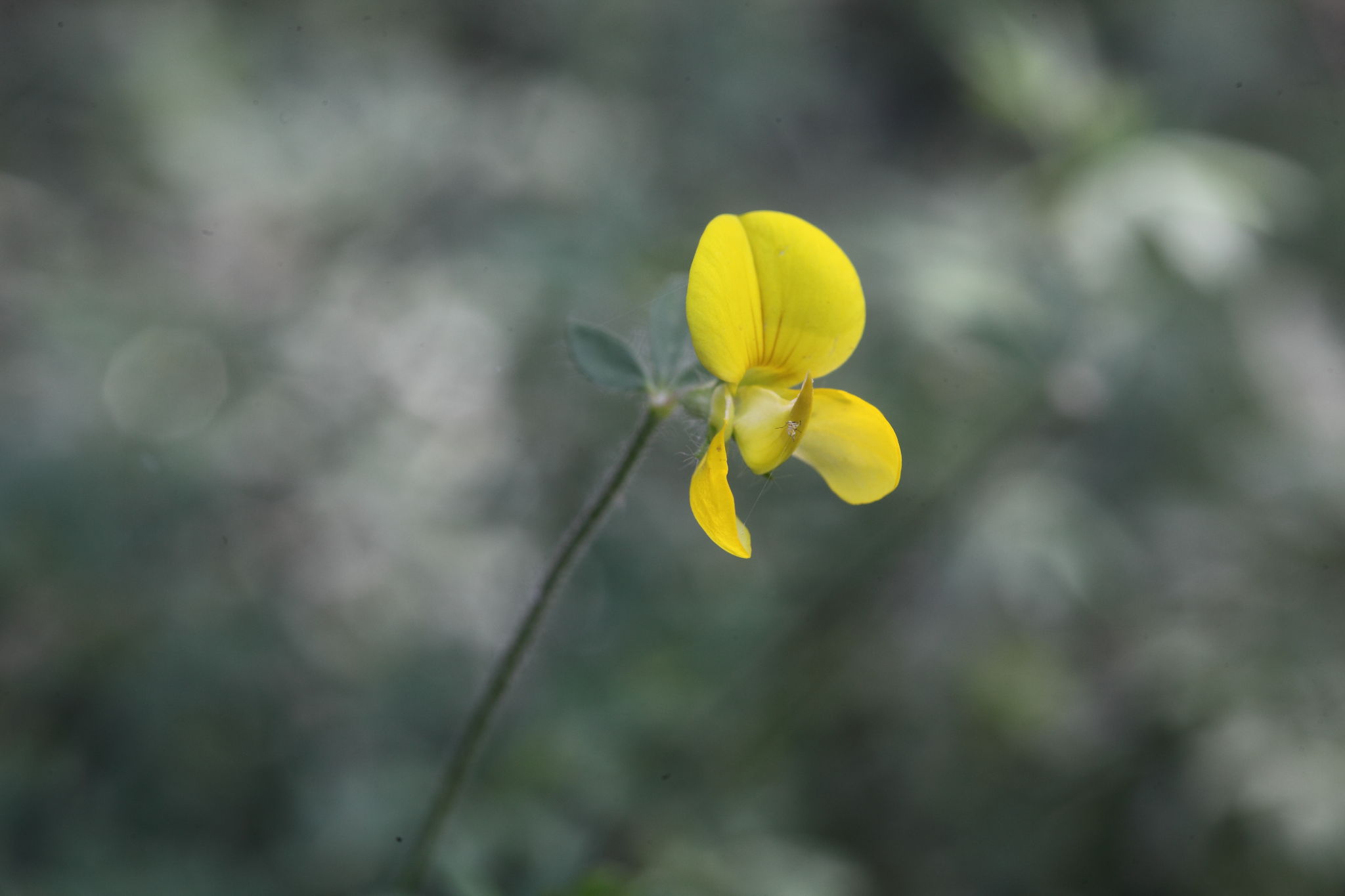 Lotus corniculatus subsp. corniculatus