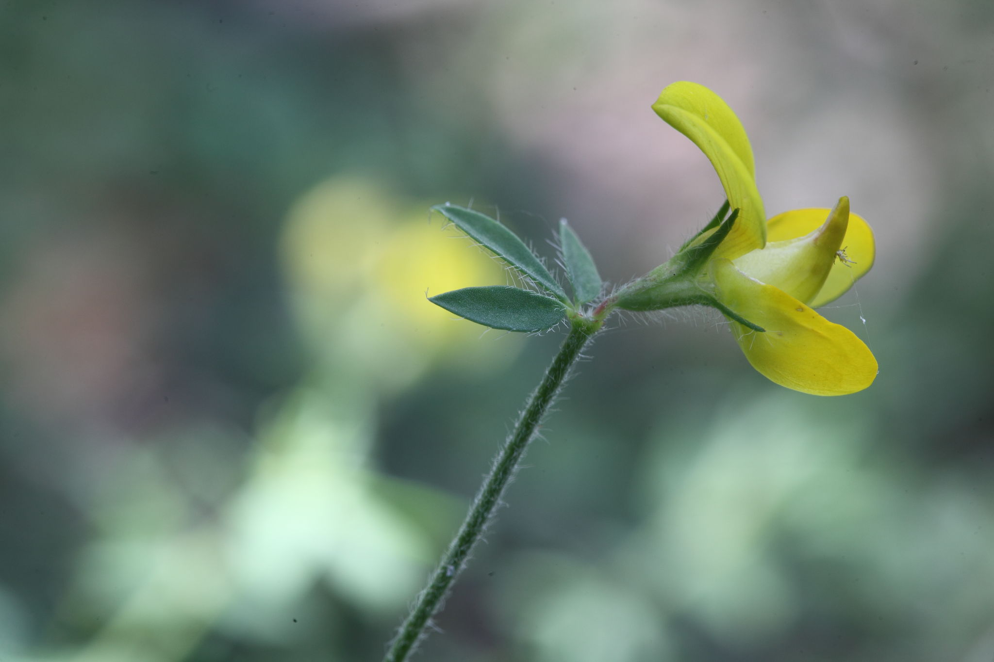 Lotus corniculatus subsp. corniculatus