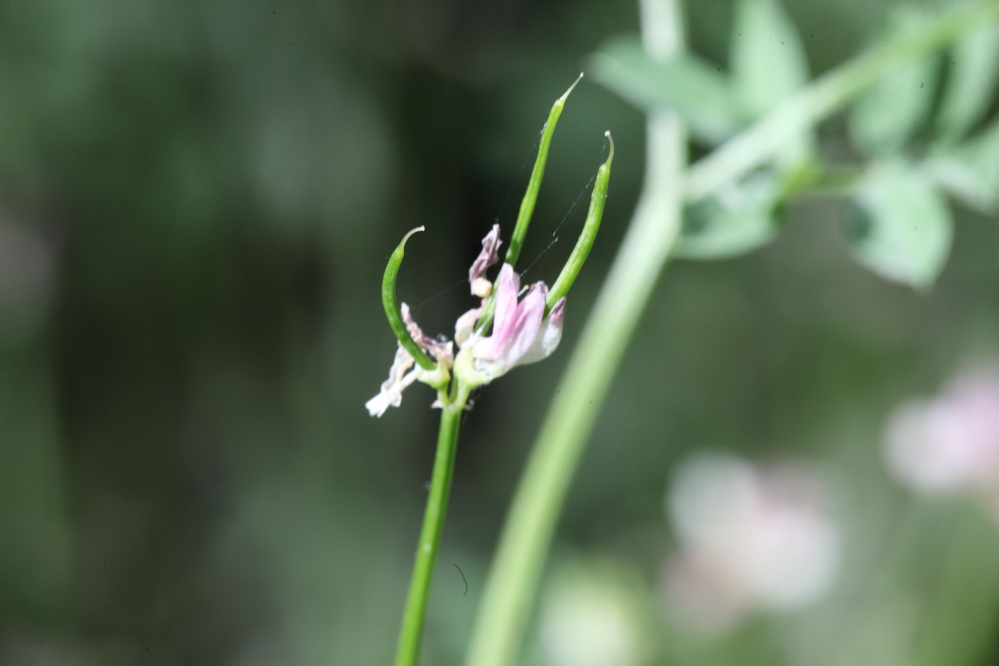 Securigera cretica