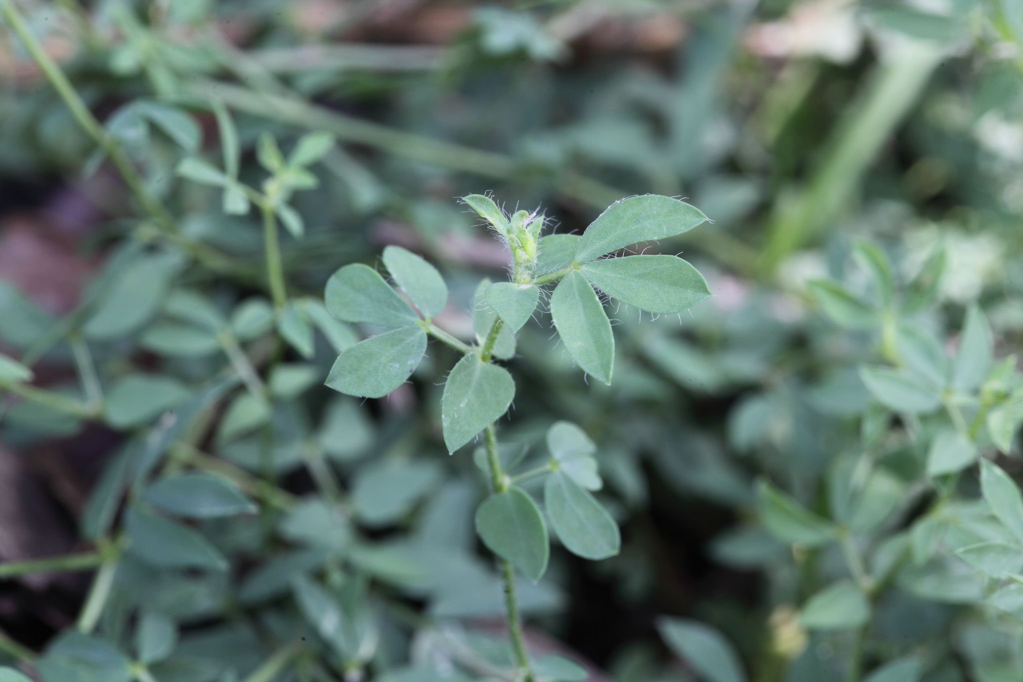 Lotus corniculatus subsp. corniculatus