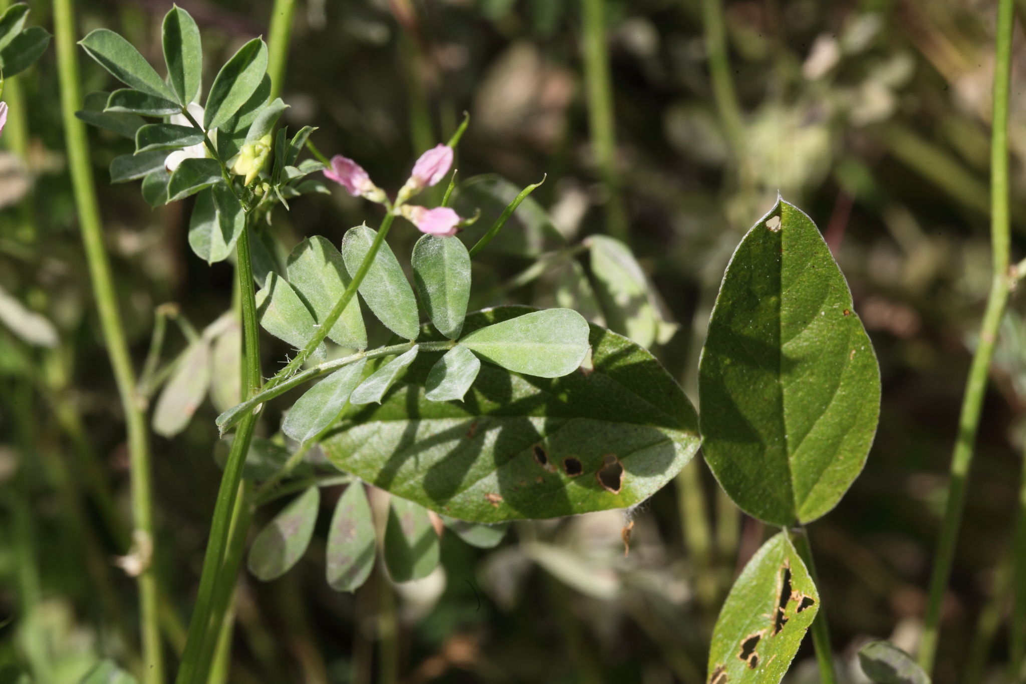 Securigera cretica