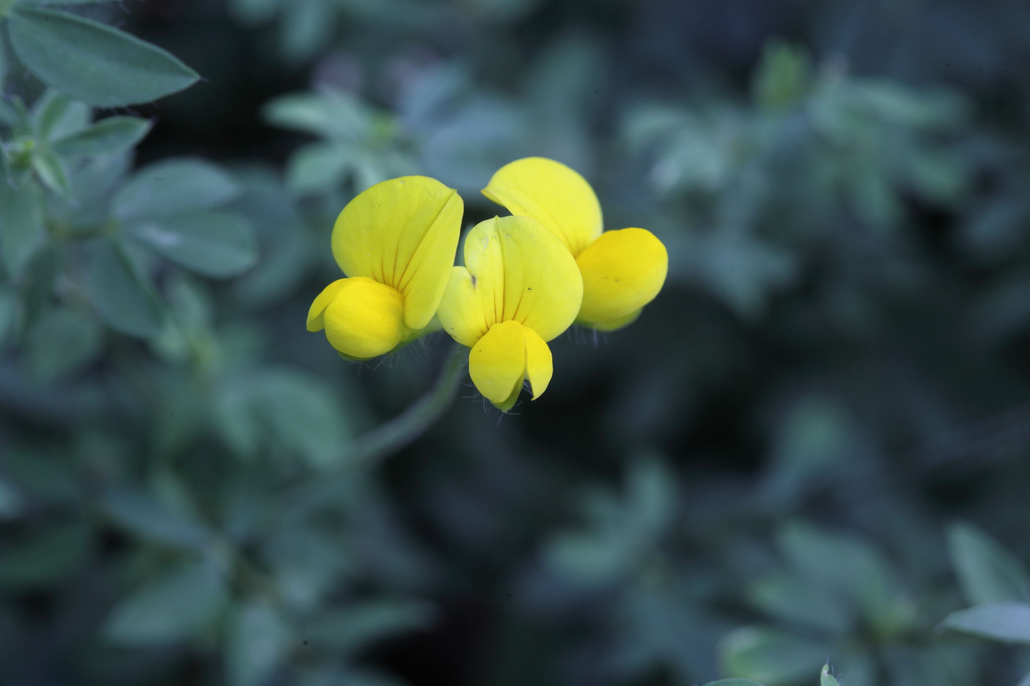Lotus corniculatus subsp. corniculatus