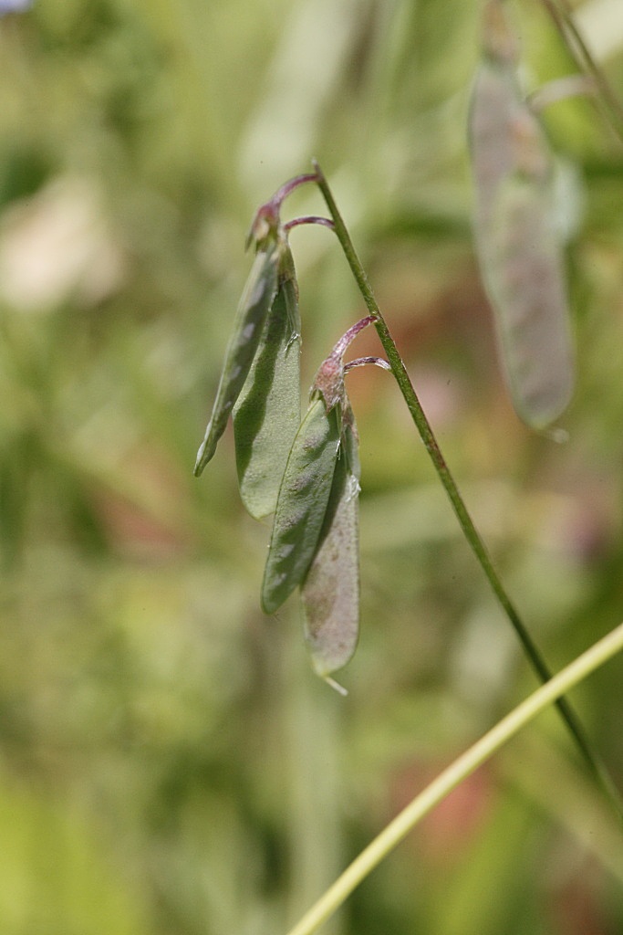 Ervum gracile (=Vicia tenuissima) / Veccia gracile